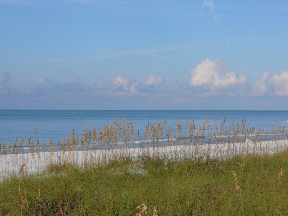 Beach dune (2).jpg